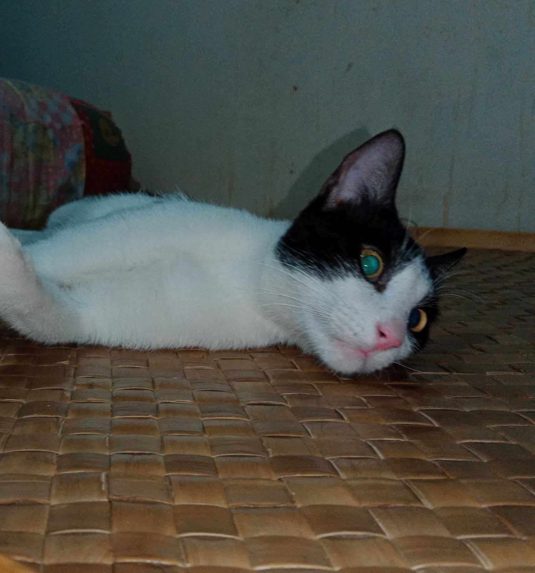 Cute Kitten